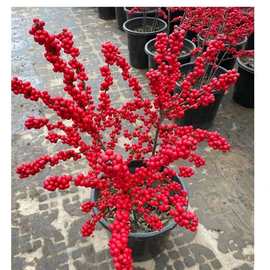 进口北美冬青盆栽带红果送公树年宵花真鲜花耐寒花卉北美冬青树苗