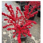 进口北美冬青盆栽带红果送公树年宵花真鲜花耐寒花卉北美冬青树苗