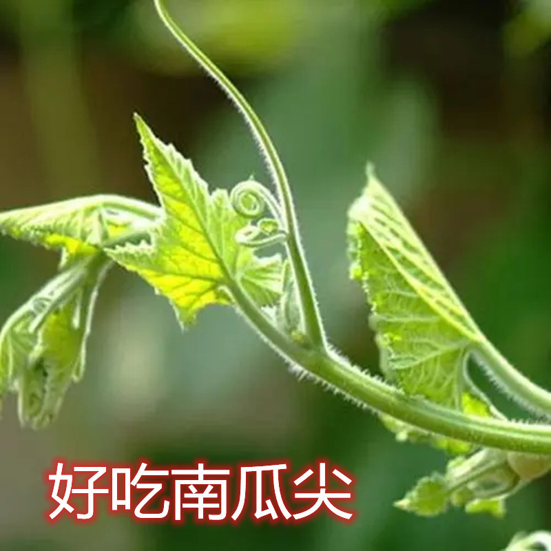 Pumpkin Tip Seeds, Pumpkin Seedling Seeds, Family Balcony Special Eating Vines, Tender Leaves, Sowing Special Vegetable Larvae in All Seasons and Autum