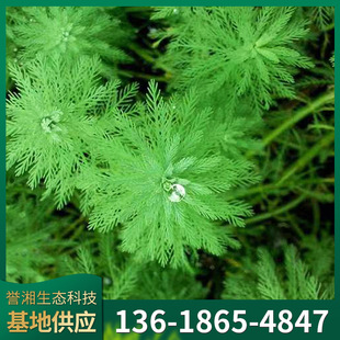 Aquatic Plant Gathering Foxtail Grass Submersible Plant Water Body Greening Purification Water Quality Powder Green Foxtail Algae Manufacturer Wholesale