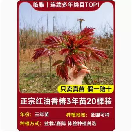 Tuona (Toona sinensis) красно-листная саженец, съедобные ароматные весенние почки — саженцы 1–12 лет, 40–110 см