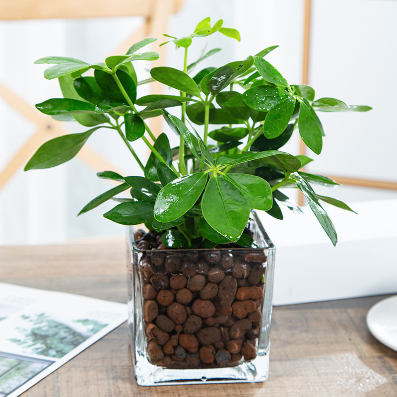Quatre arbres + pot carré en verre + argile