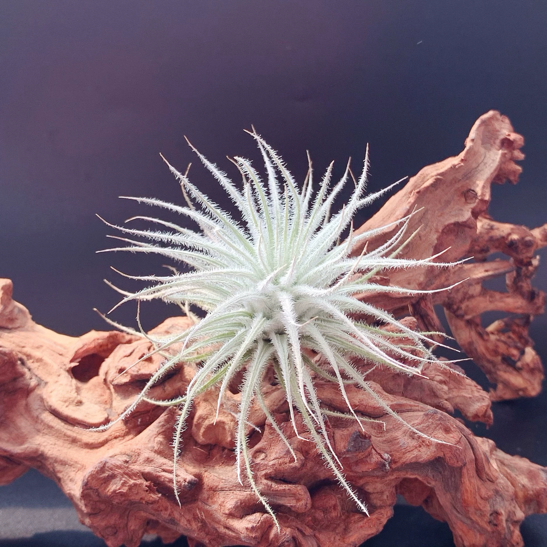 Пылесос для уборки пыли T.tectorum, прямые поставки от производителя, отправка со склада, для воздушных орхидей и растений без почвы