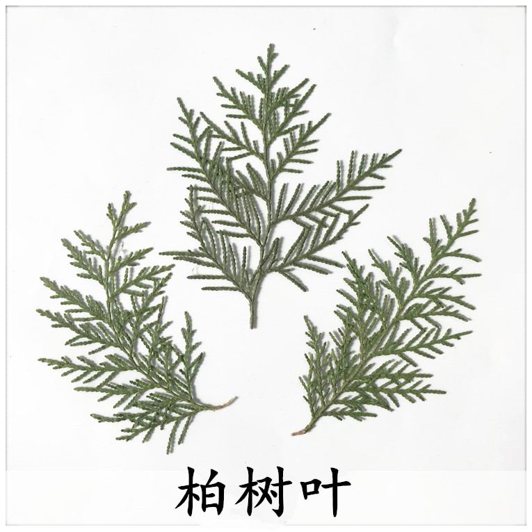 香柏树叶子图片,柏树叶图片,香柏树长什么样_大山谷图库