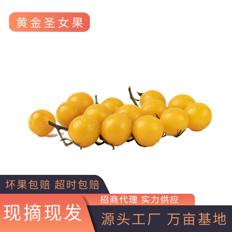 【助农产品】黄金圣女果 个大饱满小番茄 西红柿水果蔬菜批发代发