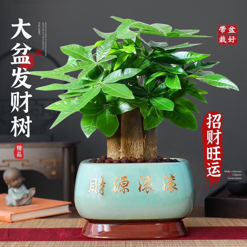 Large Three-Stemmed Money Tree Green Plant Potted Indoor Opening Fortune-Attracting Plant Chinese-Style Bonsai Evergreen Easy to Care for All Seasons