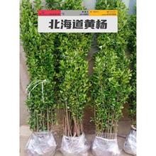 法国冬青树苗篱笆苗四季常青庭院绿化苗木大叶冬青苗珊瑚树围墙苗