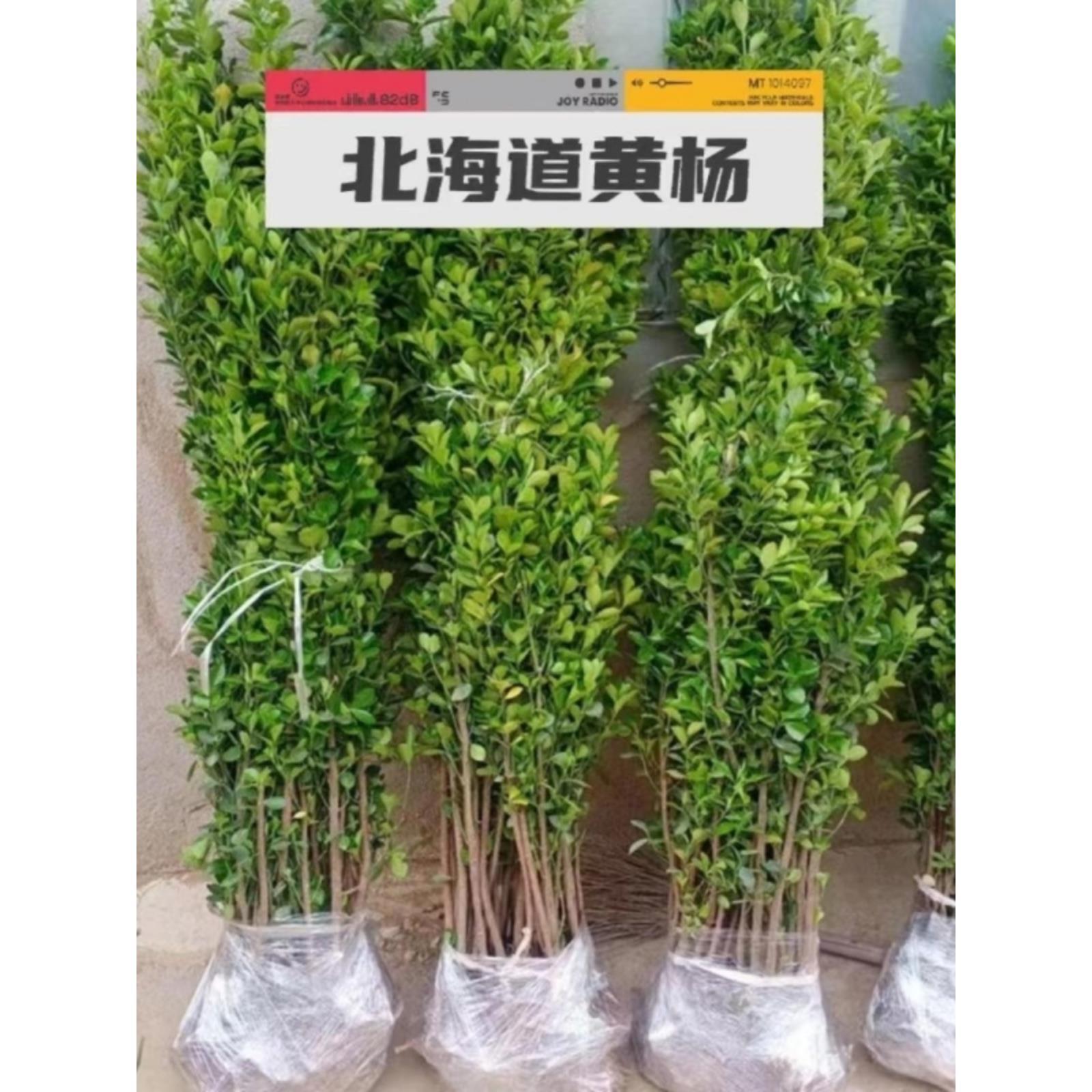 法国冬青树苗篱笆苗四季常青庭院绿化苗木大叶冬青苗珊瑚树围墙苗