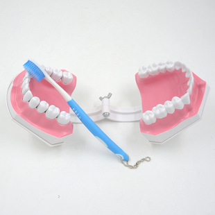 Supply Dental Oral Dental Teaching Teaching Teaching Brushing Model Double Large Teeth Model Lower Teeth Detachable