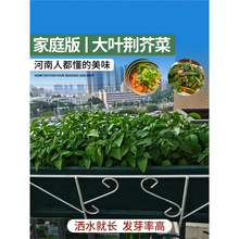 荆芥菜种籽河南大叶金苋菜荆棘蔬菜种子孑四季播种菜籽空心菜种籽