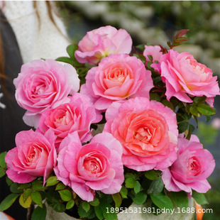 Rose Seedlings Poseidon King Rose Extra Large Flower Tree Four-Season Flowering Potted Florals Indoor Courtyard Green Plants Direct Sales