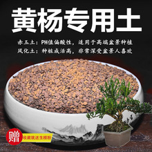 黄杨土雀舌黄杨珍珠黄杨瓜子土赤玉土风化土颗粒红土玉肥