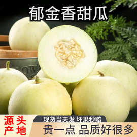 郁金香甜瓜正宗云南小香瓜应季现摘现发当季整箱新鲜云南包邮现货