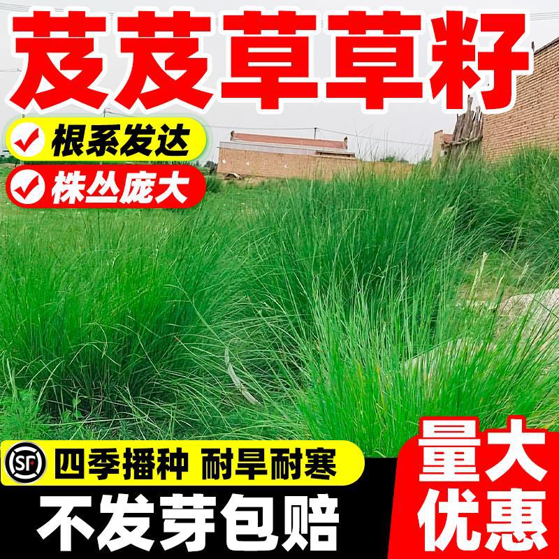 芨芨草草籽四季常青护坡固土耐寒旱种籽防风固沙园林绿化牧草种子