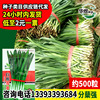 Huayu white -root leek seed manufacturers wholesale snow leeks wide -leaf big horse lotus leek seed seed seed vegetable garden vegetables 孑