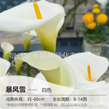 ����ɏ�N���ɫ��������R����ֲ���̨ͥԺ���@���������