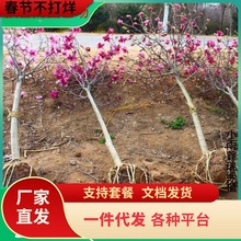 一件代发基地玉兰花树苗红玉兰白玉兰树苗绿化苗木风景树苗景观树