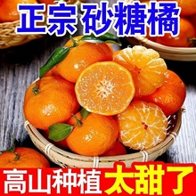小橘子砂糖桔无籽砂糖橘正宗砂糖桔桔子新鲜橘子当季时令水果包邮