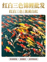 红白大正三色锦鲤观赏鱼精品批发零售渔场直销冷淡水庭院鱼池鱼缸