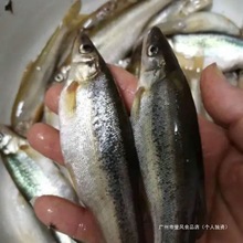 东北柳根鱼野生小河鱼新鲜麦穗鱼批发柳根鱼淡水鱼金鱼类群木