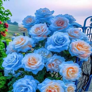 ��ϡ��Ʒ�N���������ļ��_���¿�õ���Ϙ����Ի����҃����^���¼�