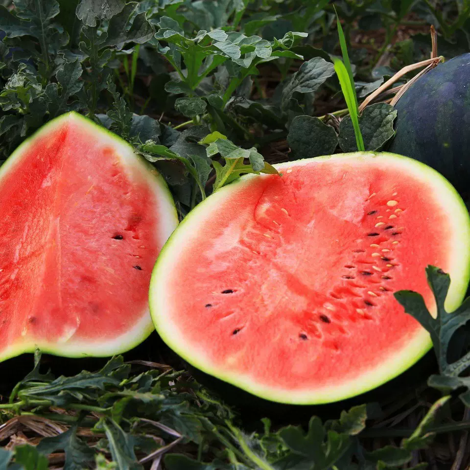【活动】云南麒麟西瓜 代发3/9斤当季薄皮沙瓤西瓜新鲜水果非8424