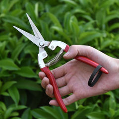 Manufacturer stainless steel pruning scissors, fruit picking scissors, vegetable and fruit scissors, grape scissors, thin fruit scissors, citrus grape scissors