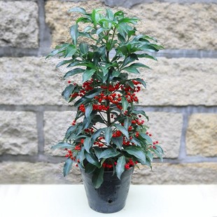 һ�����l�����҃Ȼ����^��ֲ�����M�� ���F�� ��ɰ�� �S���f��