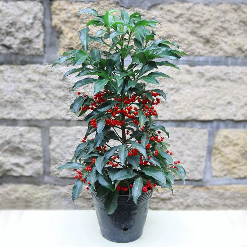 Дропшиппинг комнатных цветов и фруктовых растений в горшках: Золотой сокровищ, Семена удачи, Корень киновари, Золото 0kg