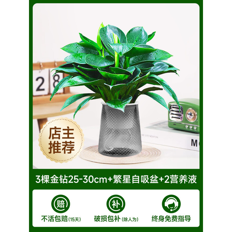 [주인 추천] 25-30cm 황금 다이아몬드 3개 + 별이 빛나는 자체 흡수 냄비 + 영양액 2개