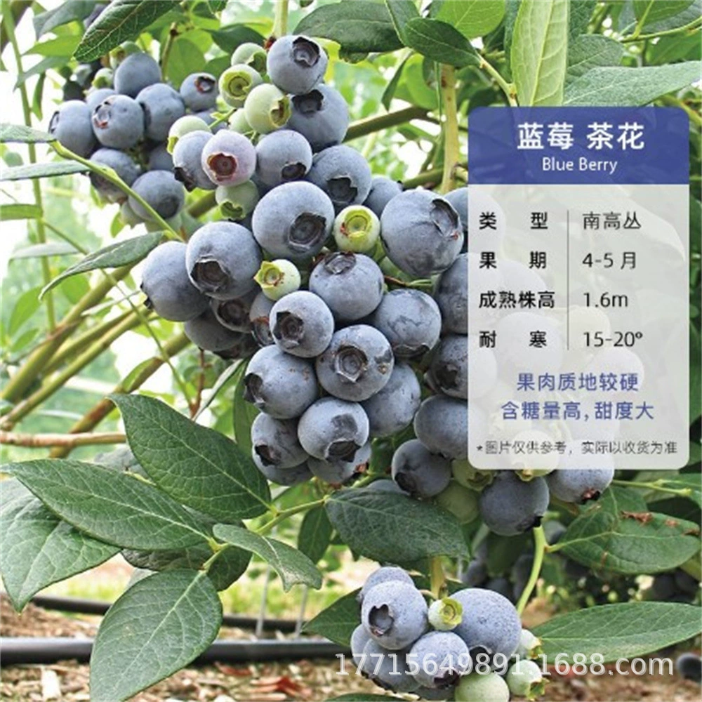 Элизабет Черничный саженец горшечная посадка с почвой на юге и севере посадка плодов года Lanmei No.1 фруктовый Саженец