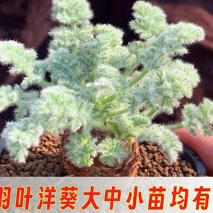 ���~��� ����ֲ�� ����ֲ�� ������M�������̨�҃Ȼ�