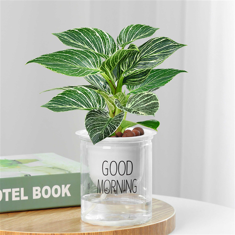 플래티넘 드릴 30cm 높이 싱글 좋은 아침 분지 + 영양 용액