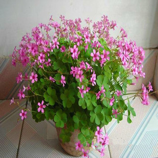 Red Flower Wood Sorrel Seedlings Wholesale Agent Red Flower Clover Seedlings Lucky Clover Perennial Flowers