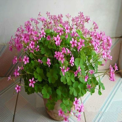 Сафлор Оксалис Саженцы Оптом Daifa Сафлор Клевер Саженцы Счастливая Трава Многолетние Цветы