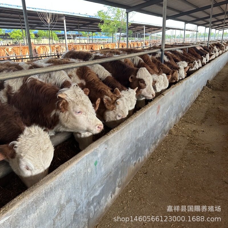 西门塔尔牛养殖 改良肉牛犊 鲁西黄牛适合河北养殖吗