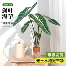 银脉剑叶海芋竹芋盆栽水培植物大仙女海芋高胭脂好养室内水养绿植