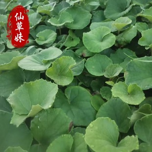 Dawu Fengcao Seedling Potted Base Planting Four-Season Flowering Courtyard Planting Green Plant Project Greening Seedlings Easy to Raise