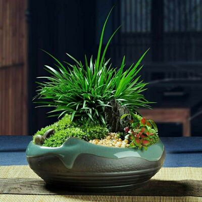 Micro Bonsai Money 金 景 微 微 微 微 微 微 微 微 微 微 微 微 微 微 微 微 微 微 微 微 微