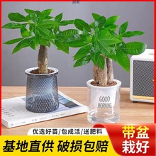 发财树盆栽室内植物客厅好养小盆景四季常青办公室绿植厂一件批发