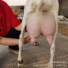 纯种萨能奶山羊活体奶山羊关中奶山羊高产怀孕母羊养殖奶