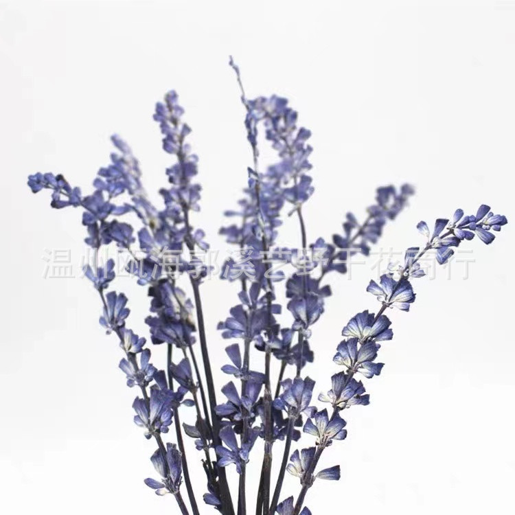 sage lavender dried flower embossed table lamp photo frame plant teaching standard diy manual activity material