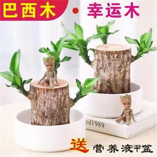 ����ľ������ˮ�B���\ľˮ�໨���҃��̨�k�����ļ��������ԾGֲ