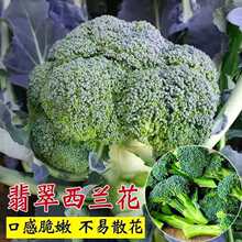 �ļ����߲˷N�ӾG�������m���N�ӻ��໨Ҭ�˷N�Ӹ��{���˻�����