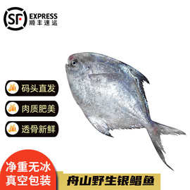 沢素湾舟山大银鲳鱼 超大特大平鱼镜鱼白磷大昌鲳鳊鱼白鲳鲳片春