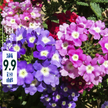 美女樱种子混色四季五色梅美人樱景观花海庭院室内阳台花种子