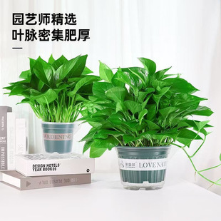 Green Radish Potted Flower Plant Indoor Long Vine Hanging Spider Orchid Large Green Basket Hydroponic Green Plant Evergreen All Year Round Easy to Grow and Live