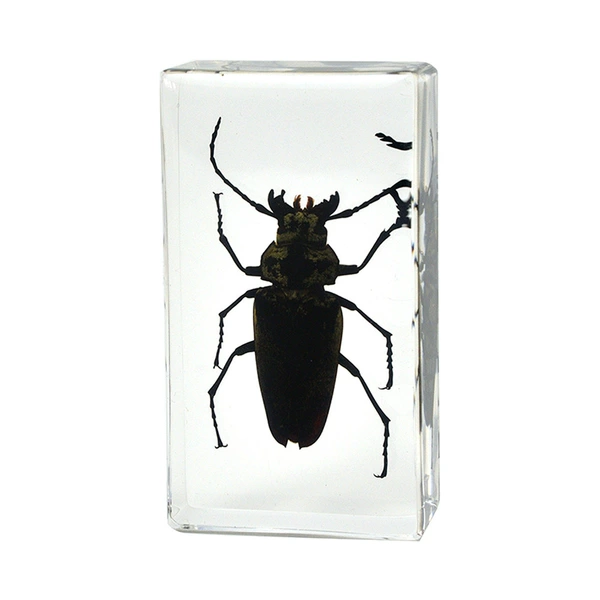 7.3CM medium size David three ox