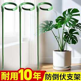 铁艺p型植物支撑杆多肉蝴蝶兰专花架支架花卉固定防倒伏护叶架