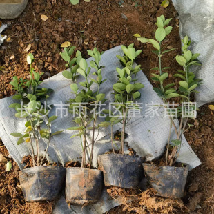 ���l���~�S��� �ļ��౭�� �G��ɫ�KС����~�S������l�r��